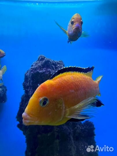 Рыбки цихлиды