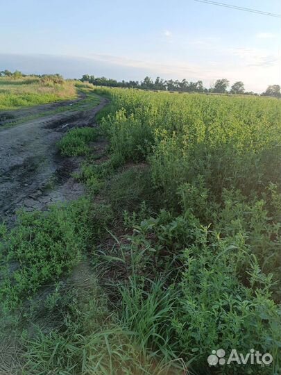 Сено,люцерна в тюках