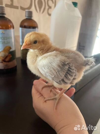 Инкубационное яйцо несушек