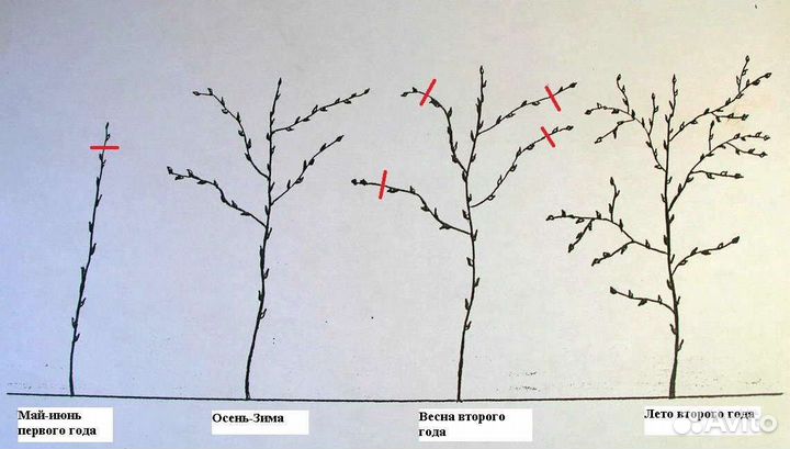 Малиновое дерево Таруса