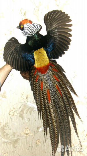 Чучела птиц и животных изготовление