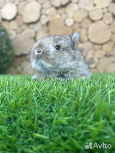 Большой выбор породистых декоративных кроликов