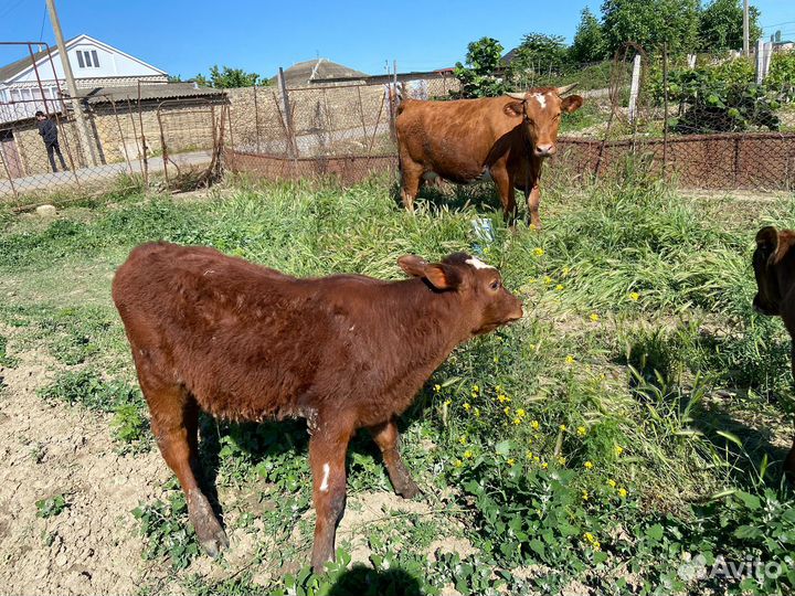 Корова с телятами бычки