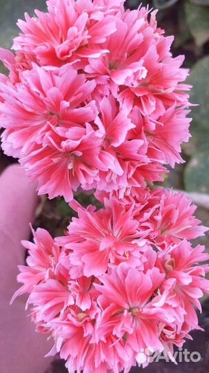 Пеларгония герань