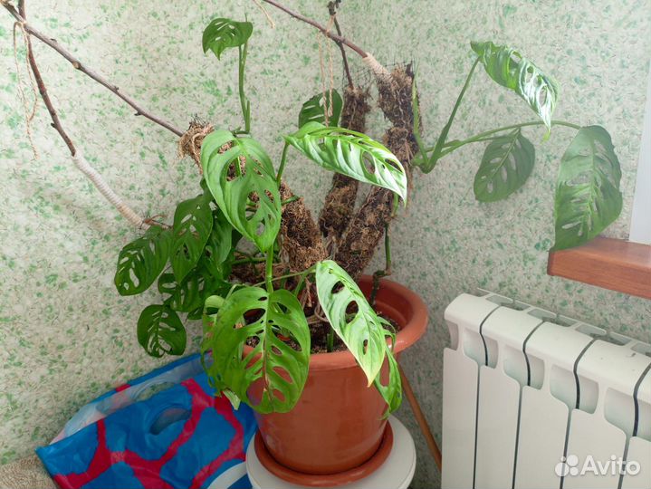 Монстера фридрихшталя