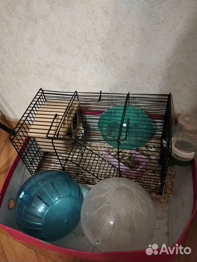 Джунгарский хомяк