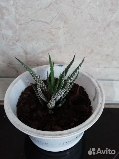 Хавортия