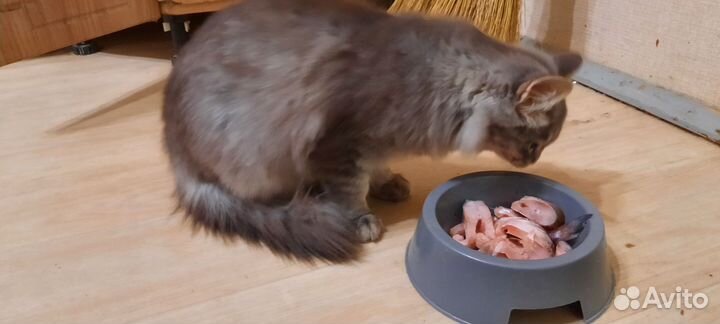 Кошка подросток