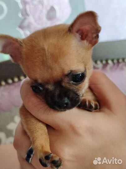 Щенки чихуахуа мини девочки