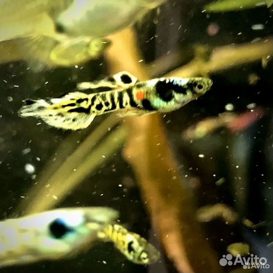 Аквариумные рыбки гуппи