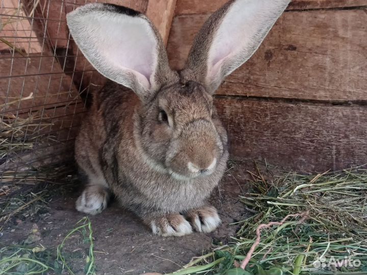 Кролики породы фландр, ризен