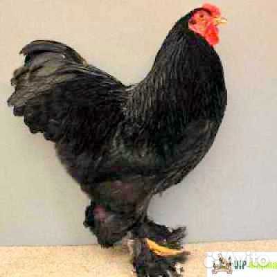 Петух Брама