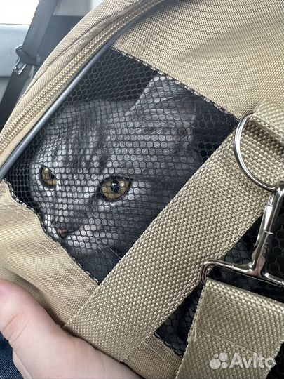 Отдам в добрые руки кота