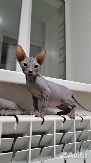 Донской сфинкс котята