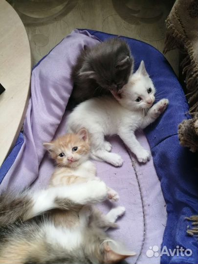 Котята в добрые руки бесплатно