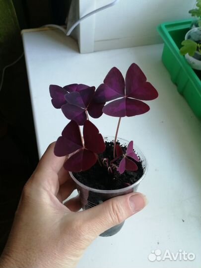 Кислица (Оксалис)