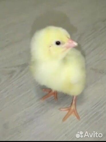 Инкубационное яйцо бройлера кобб 500