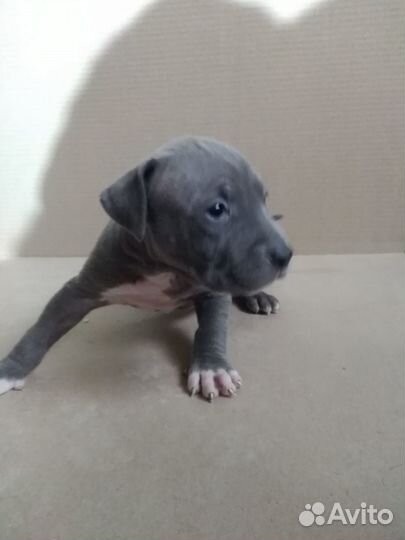 Щенки питбуля