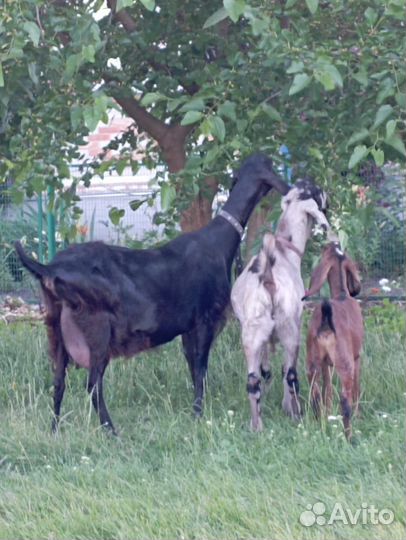 Козье молоко