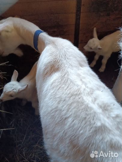 Козлята и козочки