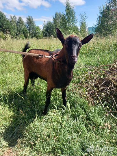 Вязка. Козлик породы Чешская бурая 87.5