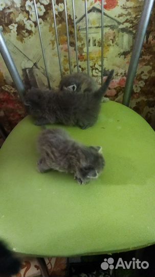 Шотландская