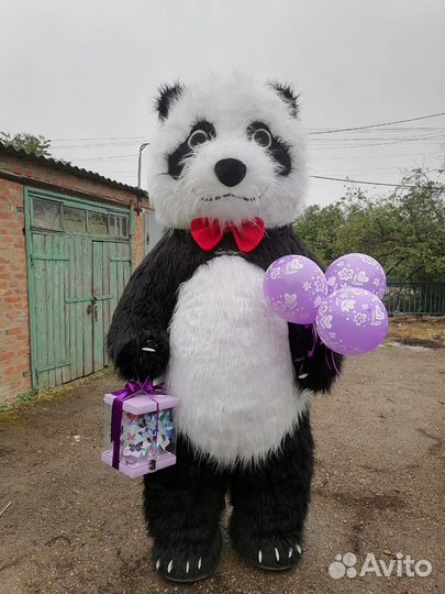 Экспресс поздравление аниматор