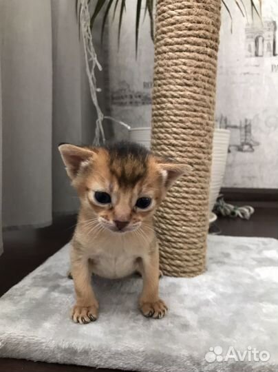 Абиссинские котята