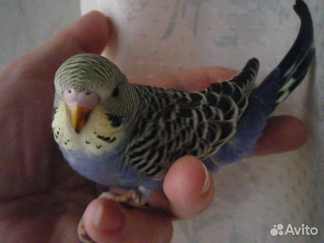 Волнистые малыши домашнего разведения