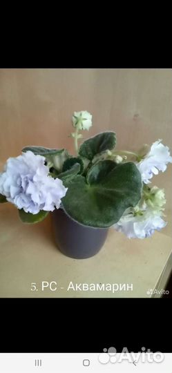 Цветущие фиалки стартеры