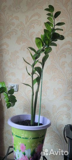 Продаю комнатные растения
