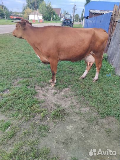 Корова стельная дойная