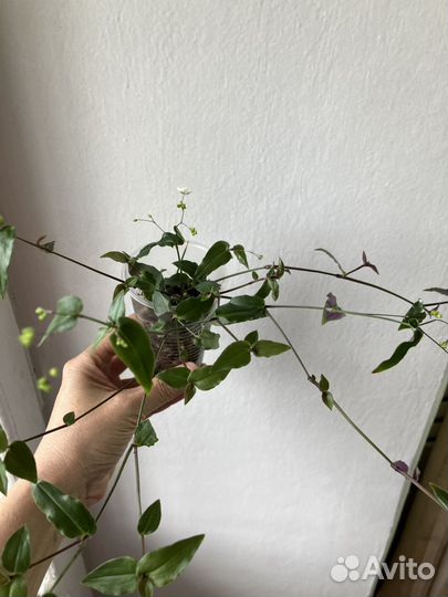 Традесканция гибазис (фата невесты)