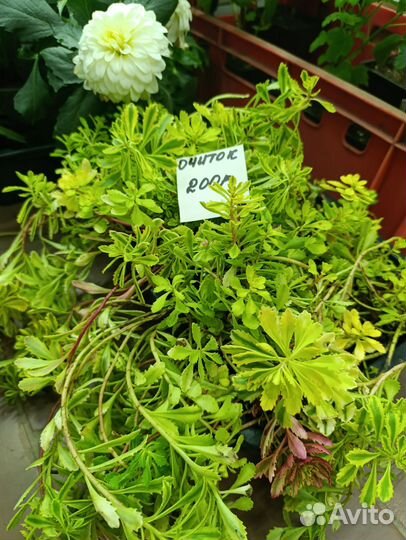 Очиток седум миддендорфа