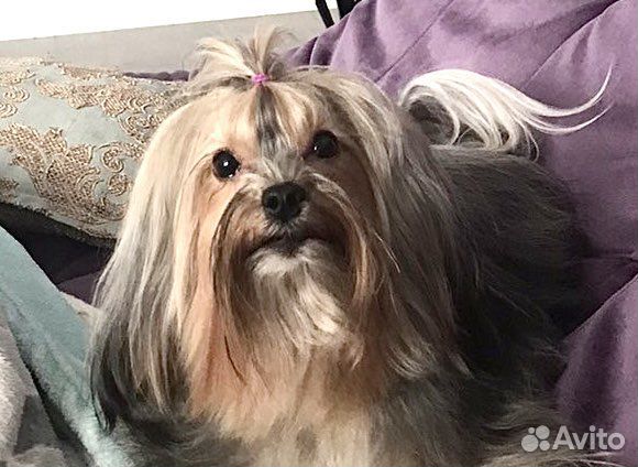 Вязка Бивер