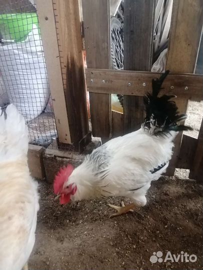 Петух доминант