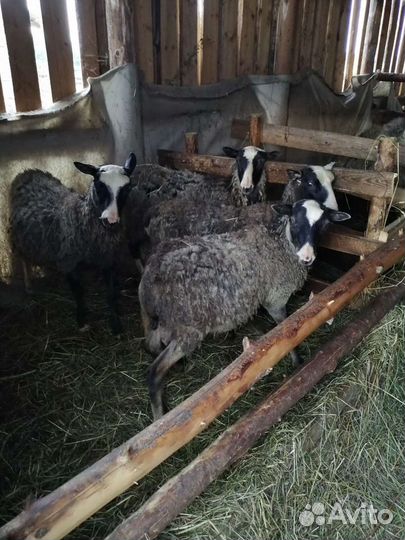 Романовская порода. Ягнята