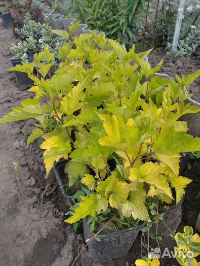 Саженцы пузыреплодника