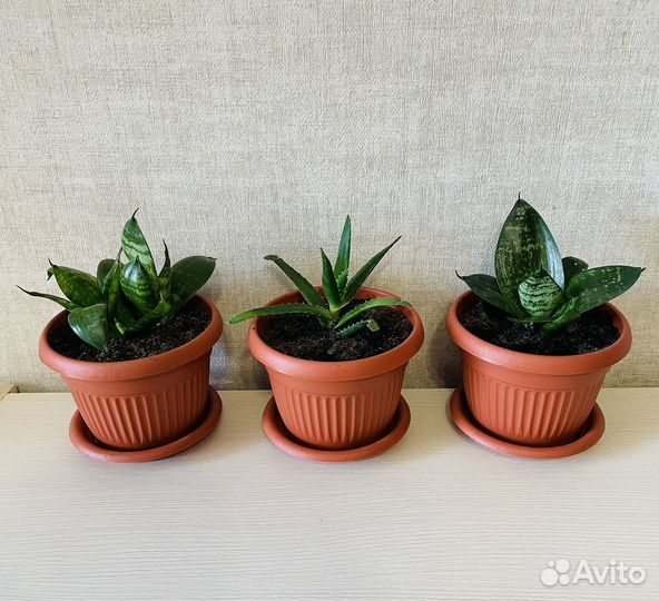 Сансевиерия ханни и алоэ