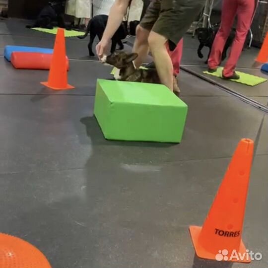 Дрессировка щенков - группа «Детский сад»