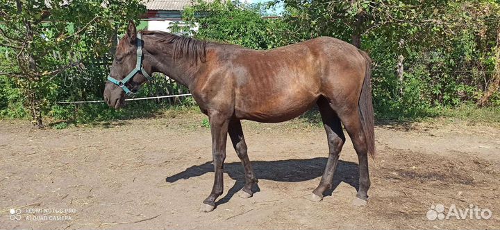 Кобыла 1 год