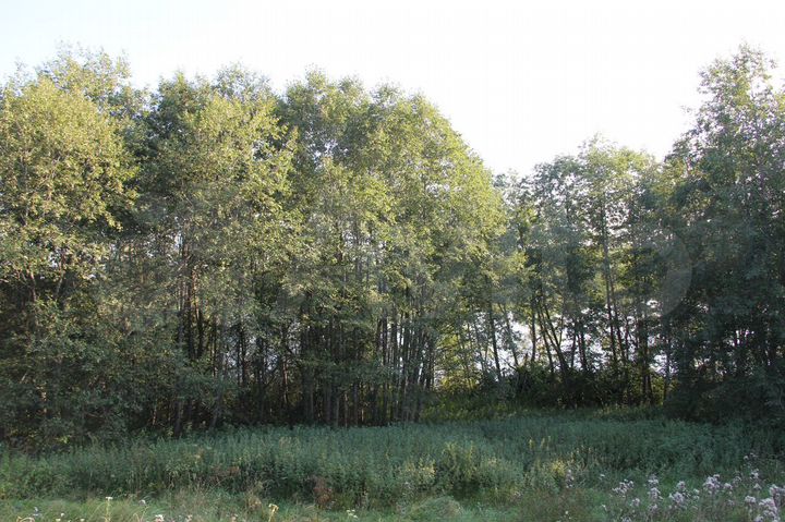 Участок 63 сот. (ИЖС)