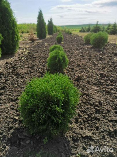 Туя западная шаровидная карликовая Нана