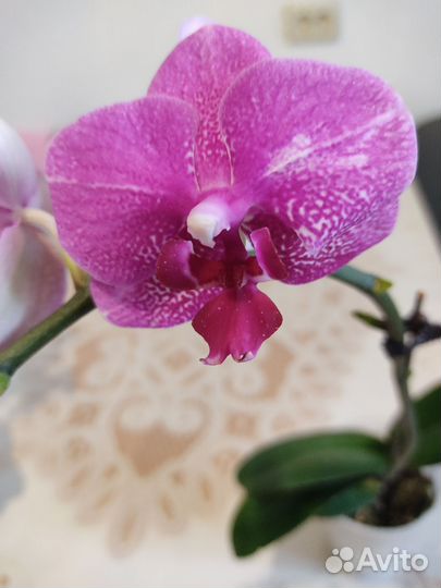 Орхидея фаленопсис