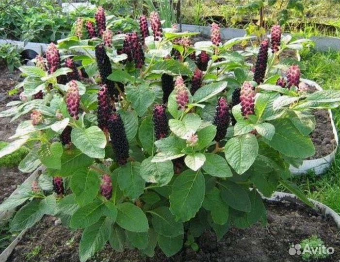 Лаконос (фитолакка), волжанка, купальница