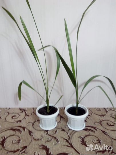 Пальма финиковая