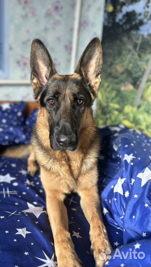 Ищем девочку для случки