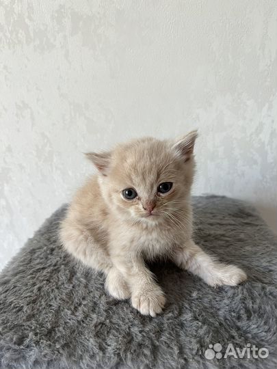 Британские котята