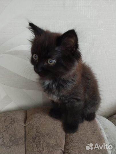 Отдам в добрые руки котёнка (мальчик)