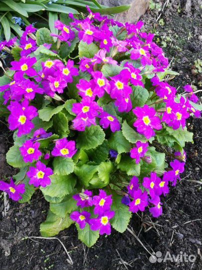 Примула, Анемона